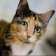 Profile photo of 911cats