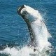 tarpon