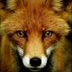 Raphox