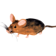 Perfleim