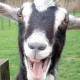 Goats22