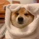Spwte