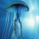 Avatar of verticaljelly