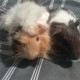 tavish