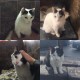 HailAndStormCats