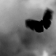 مسَ تفاحه