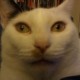undercat