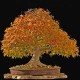 Treebender62