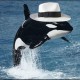 Thriller_Whale