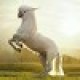 Horseglue