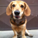 FunkyDog