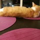MightyCat