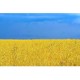 aleksey_s