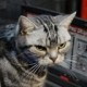 coolfourcats