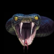 Venenodecobra