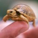 Qturtle