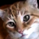 Looksaway