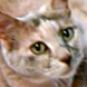 Avatar of shiwano