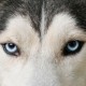 arwentdl
