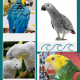 chattycockatoo