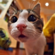 Cookie