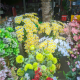 Huyhihong22