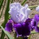 LadyDi102