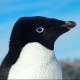 dave-2