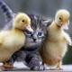 DuckDuckLasers
