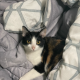 Avatar of lovelacedud