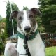 Declan Greyhound