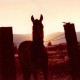 buckandbronco