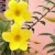 JOTHIKA S