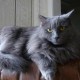 Nickycat01