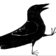 dancingcorvid