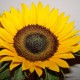 pansiesandsunflowers