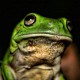 greenbigfrog