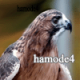 hamode4