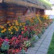 anchorageflower