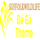 dagasuffolk1