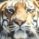 0geauxtiger0