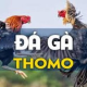Đá gà Thomo 