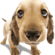 soidem_mii