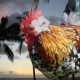 Aloha Rooster