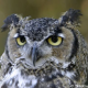 NW Owl