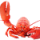 noobylobster