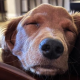 Mylo