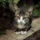 JackLof