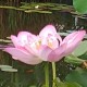 LotusShiv