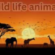 wildlifeboss786